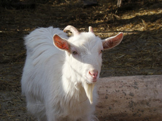 Obraz premium goat, goat is one of the first domesticated animals