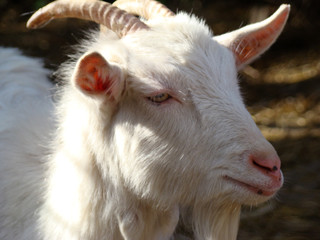 goat, goat is one of the first domesticated animals 
