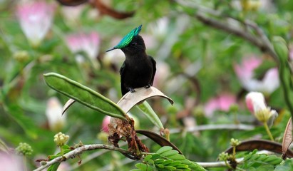 Kolibri 3-Hummingbird © sytaurus