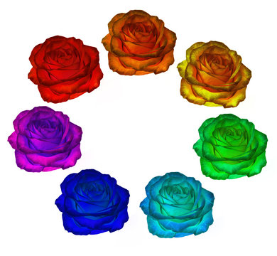 Roses of all colors of the rainbow on a white background. clipar