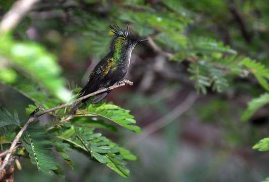 Kolibri 3-Hummingbird