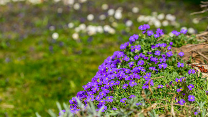 Fototapeta premium Purple Aubrieta flowers