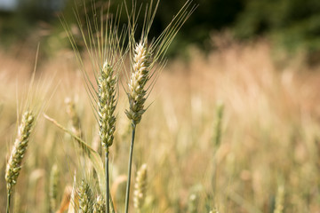 Fototapeta premium Wheat field in a beautiful sunny day