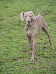 Weimaraner Dog