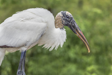 Wood Stork © Kenneth Keifer