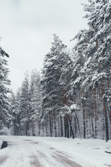 Receding into the distance the road in the winter pine forest 