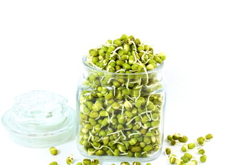Sprouted mung beans or green gram beans in bottle