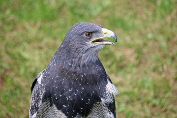 Gray Hawk