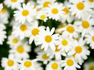 Fototapeta premium field of marguerites