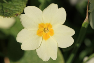 Primrose