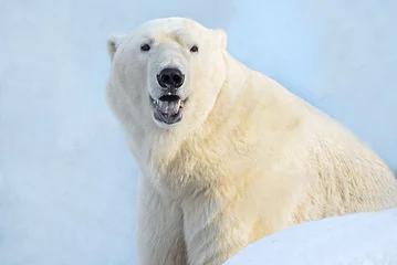 Photo sur Plexiglas Ours polaire Полярный медведь.