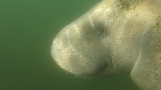 Manatee