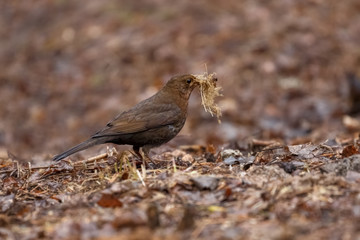 Common blackbird gathers grass for nest