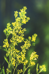 Summer natural background, small yellow flowers, backlit, blurre