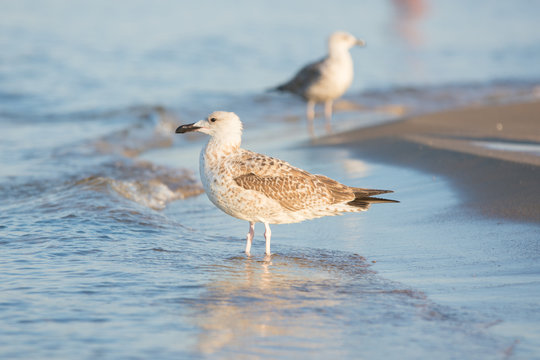 Two seagulls on the beach early in the morning