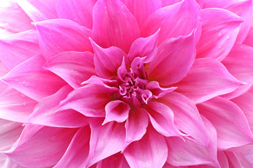 flower and beautiful petals with water drops