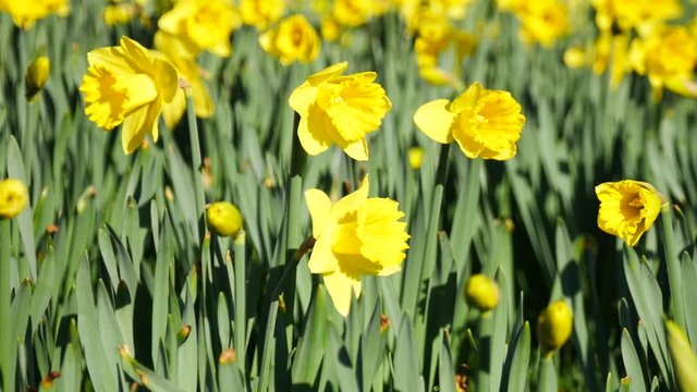 Lovely yellow daffodil flowers blooming in the spring
