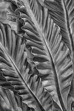 Fototapeta the beautiful leaves pattern