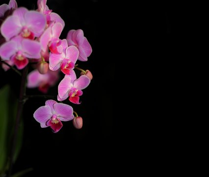 Orchid purple flower on black background