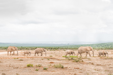 Queue of African elephants