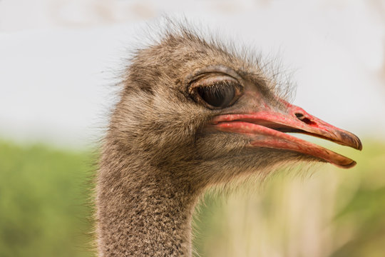 Close up view of an ostrich bird head