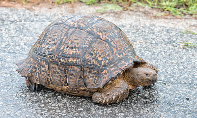 Wet Leopard tortoise