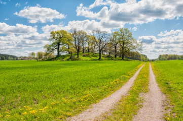 Fototapeta na wymiar Springtime in county Ostergotland, Sweden