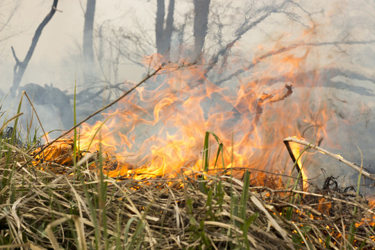wildfire is burning dry grass