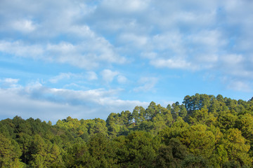 Green pine tree forest