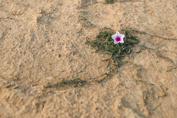 The white-pink morning glory flower on the ground