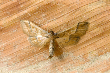 Small Brown Moth