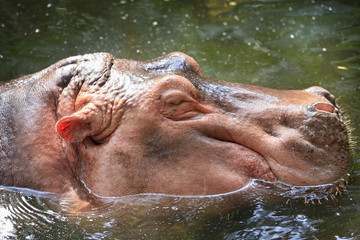 Hippo ( Hippopotamus amphibius )