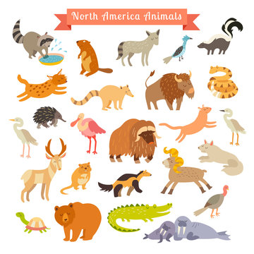 North America animals  vector illustration. Big vector set. Isolated on white background. Preschool, baby, continents, travelling, drawn