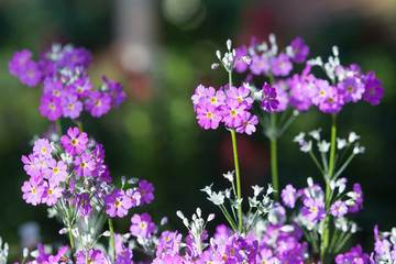 Purple primrose