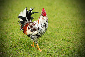 Brightly colored feral rooster