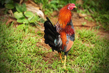Brightly colored feral rooster