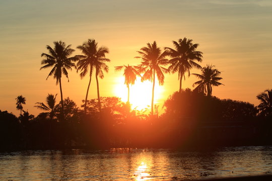 palm trees/ beautiful view of an island filled with palm trees in the back waters of India