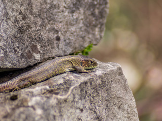 Lizard resting on a wall in the first Spring day - 3