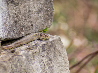 Lizard resting on a wall in the first Spring day - 4