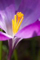 Crocus close-up in the sunlight.