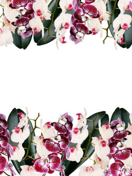 Fototapeta Floral background. Orchid 