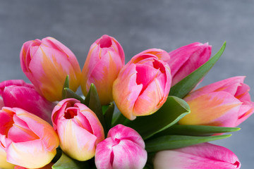 Obraz premium Tulip, flowers on the grey background.