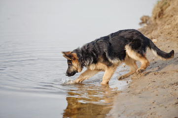 Young German Shepherd