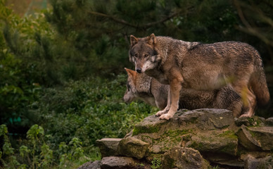 Wolves standing on a rock
