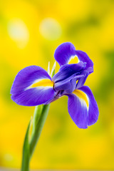 Purple iris flower on the yellow background. © gitusik