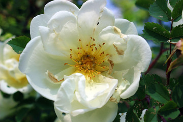 Flower white terry rose