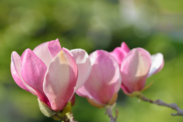 Fototapeta na wymiar Beautiful Magnolia flowers on green background, in spring season
