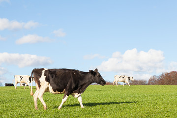 Holstein dairy cow trotting across a pasture in evening light on her way back to the dairy with a full udder of milk, side view with copy space