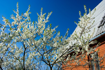 Blooming cherry tree with white flowers and country house on the background
