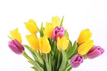 bouquet of tulips isolated on white background selective soft focus toned photo